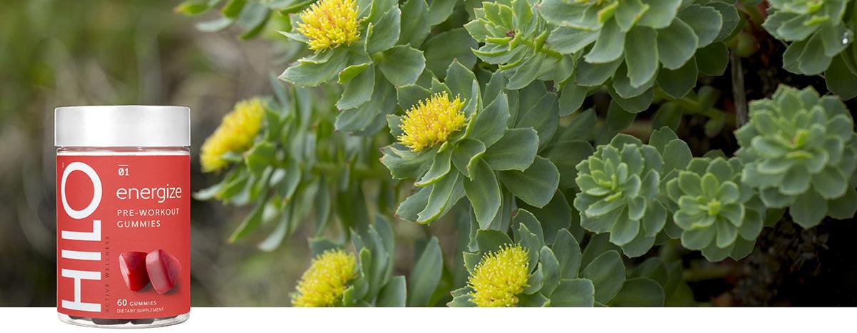 The Complete Guide to Rhodiola - Hilo Nutrition